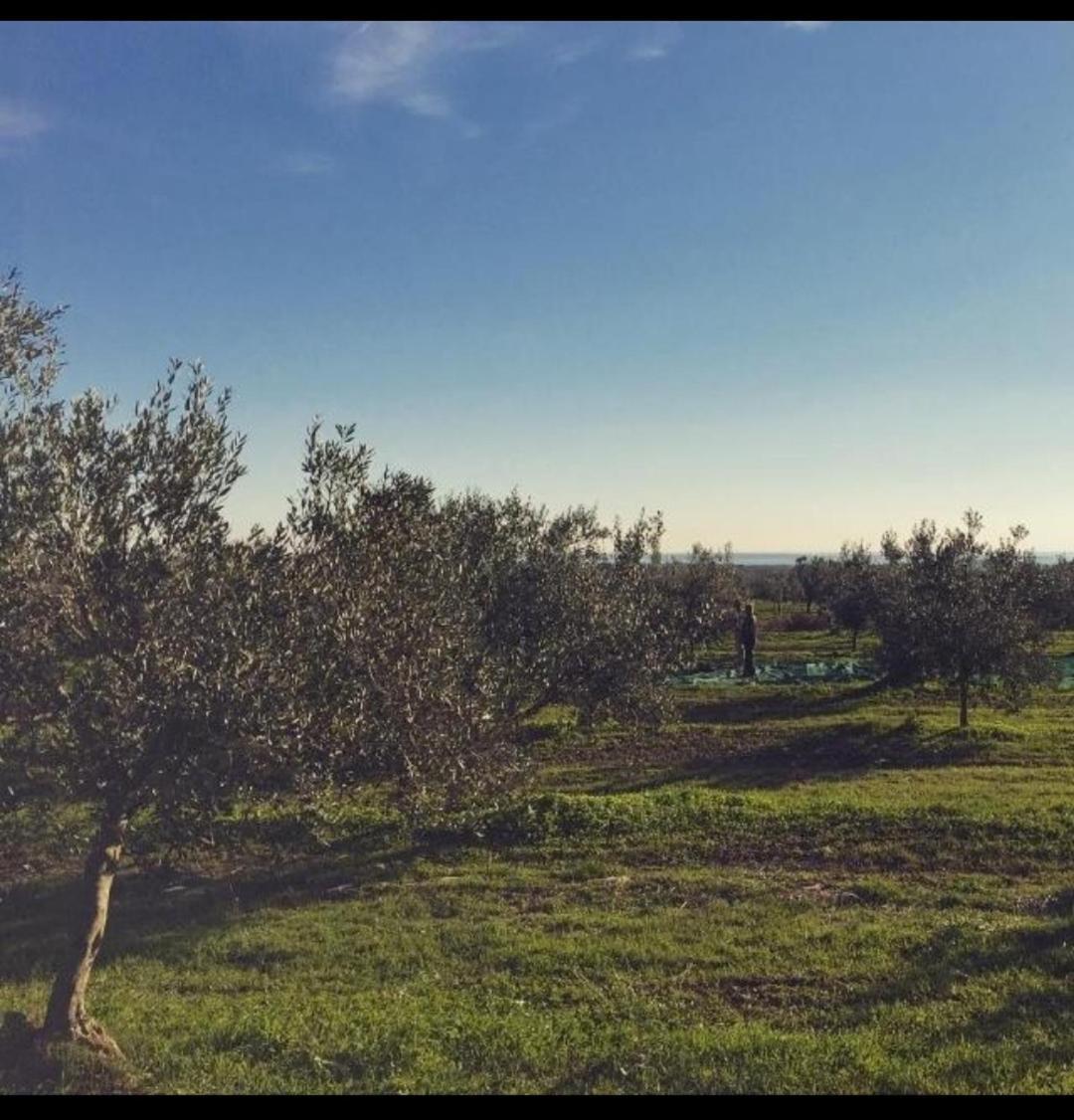 Apartman Ostrea *** Bale Buitenkant foto